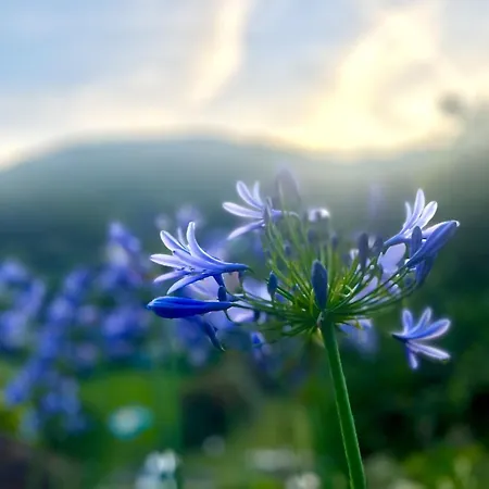 Evelyn's - Giardino&bbq *