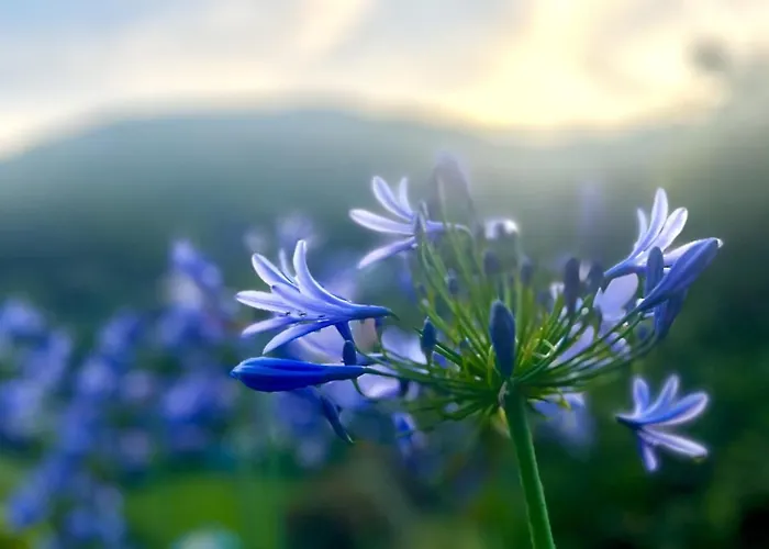 Evelyn's - Giardino&bbq *